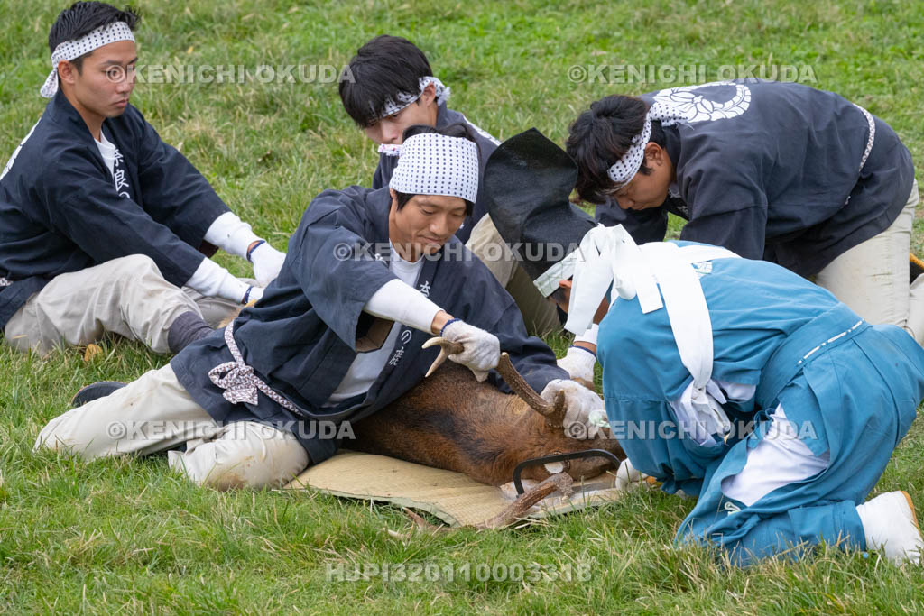 奈良県　春日大社鹿苑　鹿の角きり