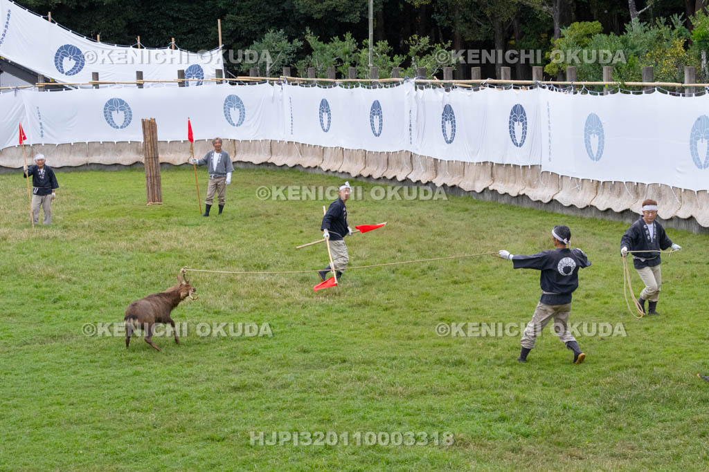 奈良県　春日大社鹿苑　鹿の角きり　取りおさえ