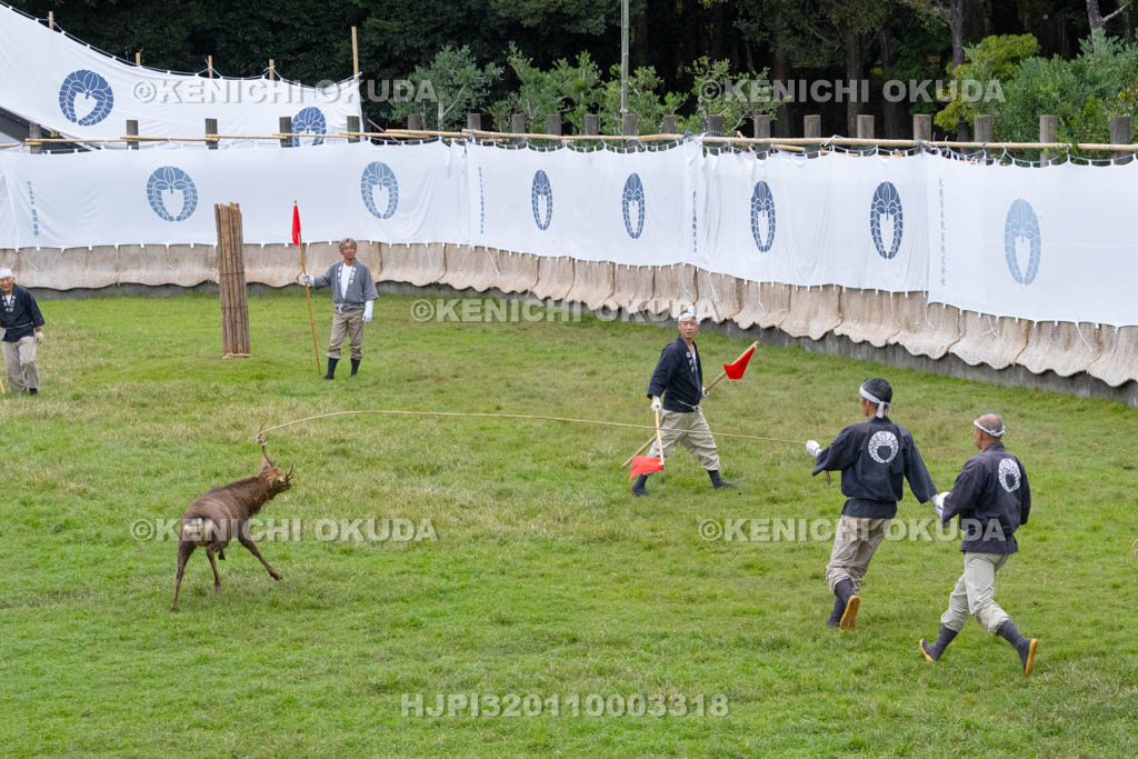 奈良県　春日大社鹿苑　鹿の角きり　取りおさえ