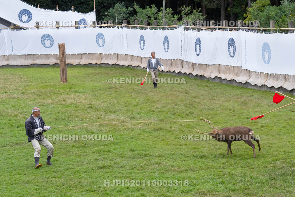奈良県　春日大社鹿苑　鹿の角きり　取りおさえ