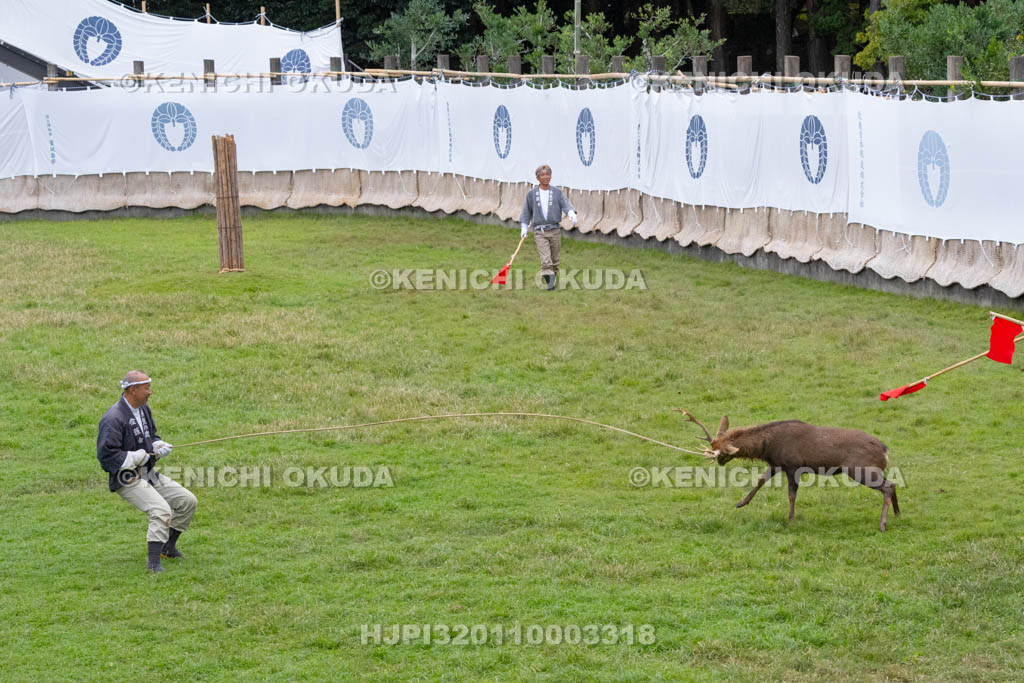 奈良県　春日大社鹿苑　鹿の角きり　取りおさえ