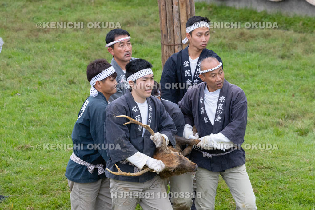 奈良県　春日大社鹿苑　鹿の角きり　取りおさえ