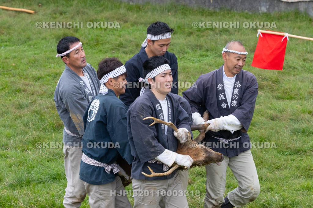 奈良県　春日大社鹿苑　鹿の角きり　取りおさえ