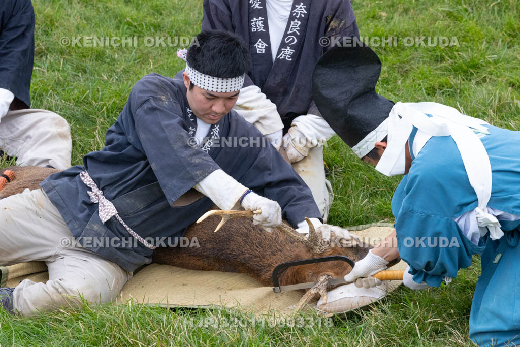 奈良県　春日大社鹿苑　鹿の角きり