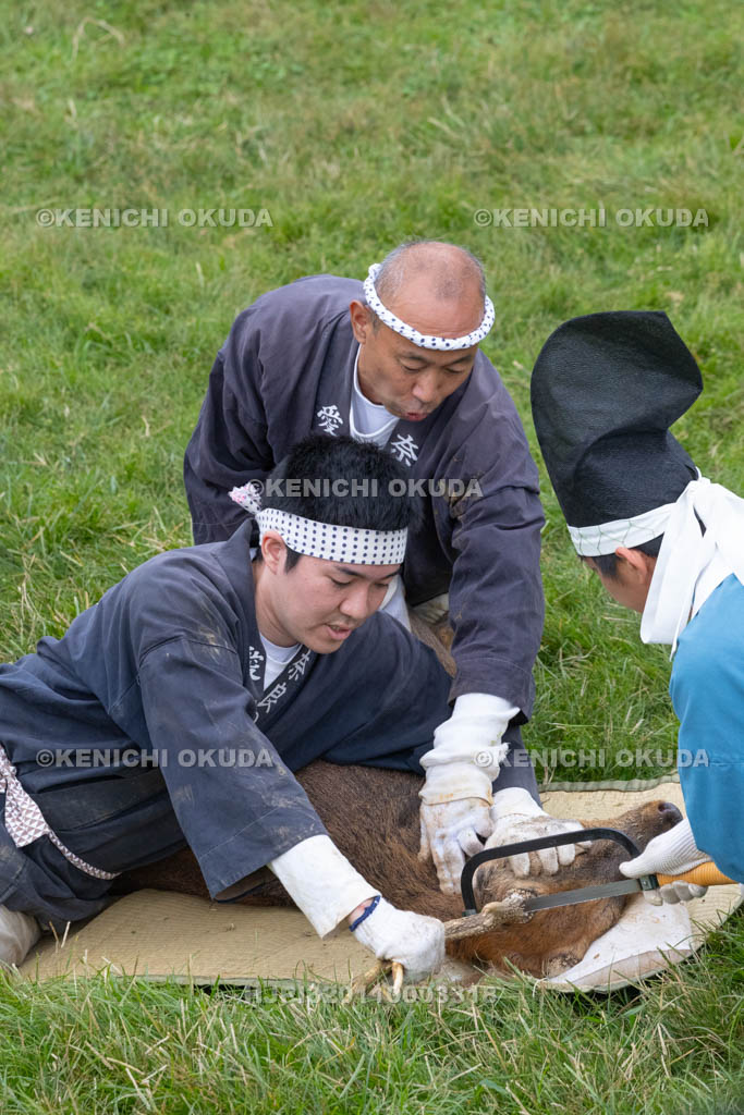 奈良県　春日大社鹿苑　鹿の角きり