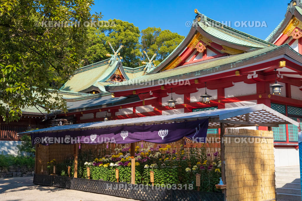 兵庫県　西宮神社　社殿と西宮菊花展覧会