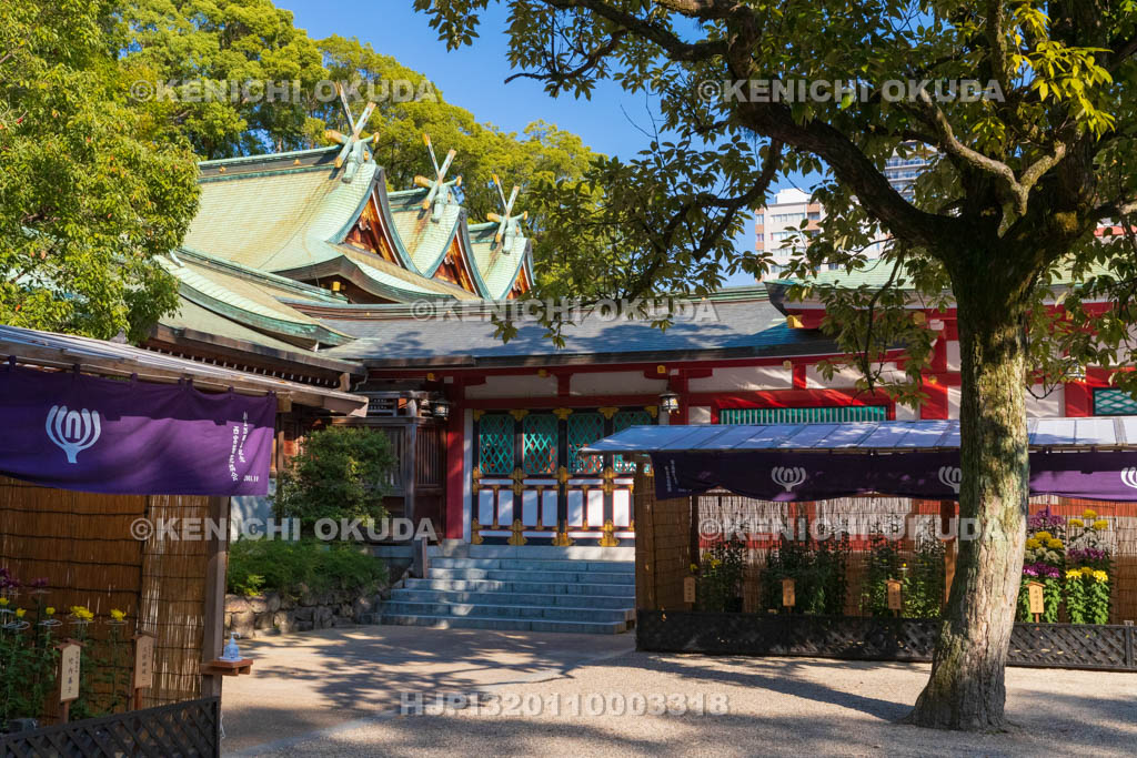 兵庫県　西宮神社　社殿と西宮菊花展覧会