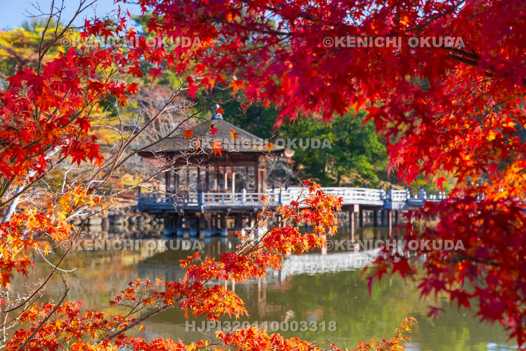 奈良県　紅葉の浮見堂と鷺池