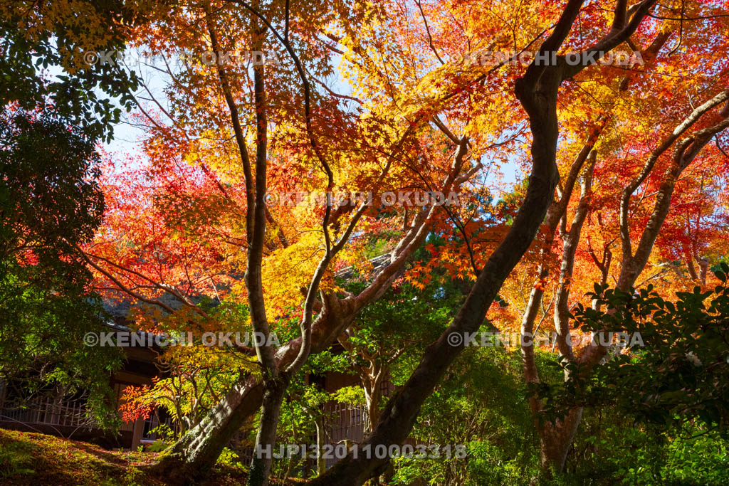 奈良県　紅葉の吉城園