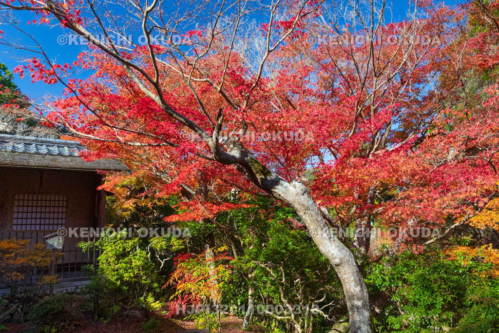 奈良県　紅葉の吉城園