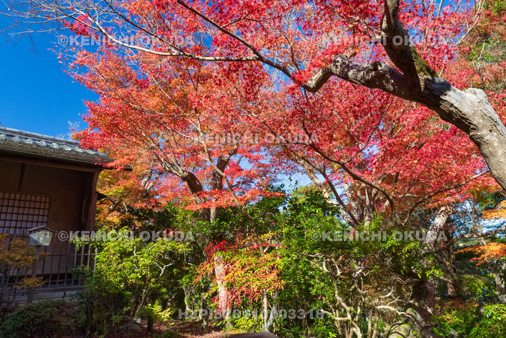 奈良県　紅葉の吉城園