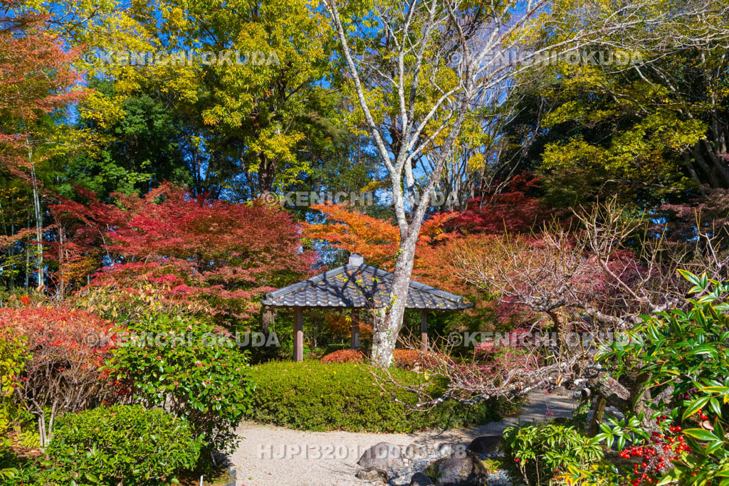 奈良県　紅葉の吉城園　茶花の庭