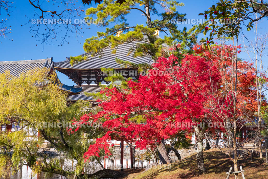 奈良県　紅葉の東大寺　大仏殿（国宝）