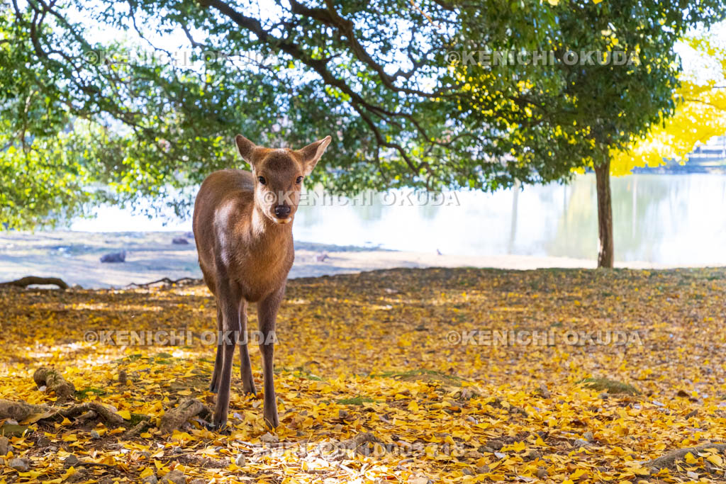 奈良県　東大寺　黄葉と子鹿