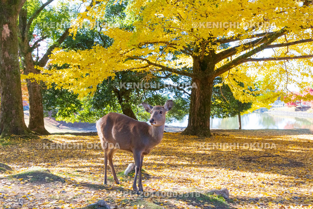 奈良県　東大寺　黄葉と子鹿