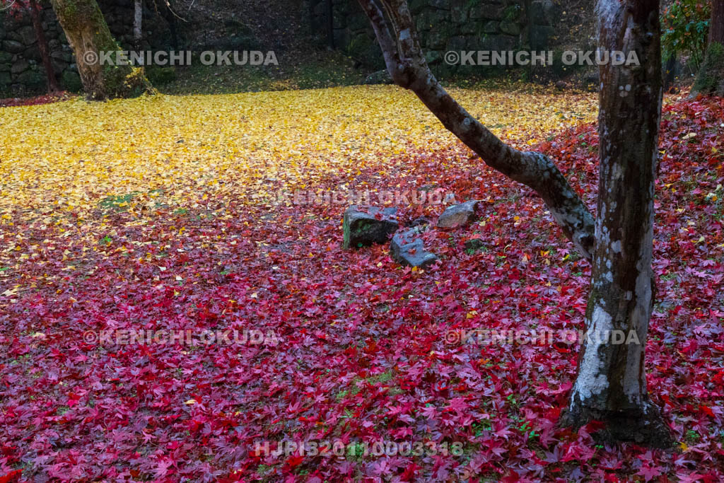 奈良県　紅葉（黄葉）の正暦寺
