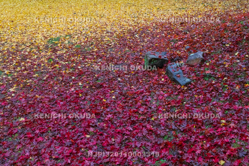 奈良県　紅葉（黄葉）の正暦寺　