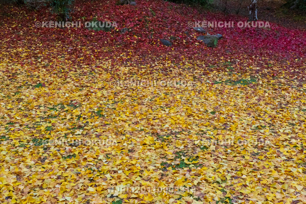 奈良県　紅葉（黄葉）の正暦寺　