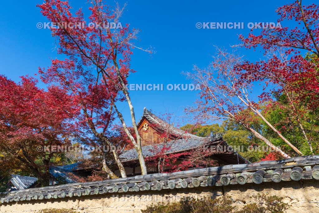 奈良県　紅葉の唐招提寺　本坊蔵松院