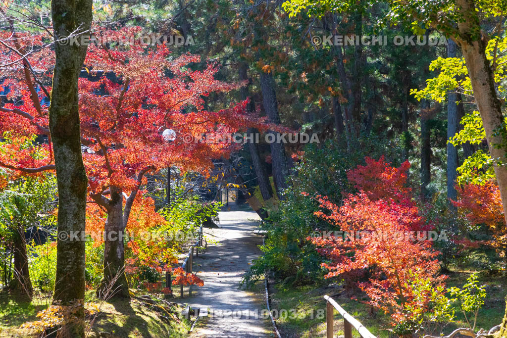 奈良県　紅葉の唐招提寺　参道