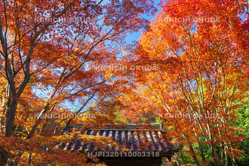 奈良県　紅葉の唐招提寺　應量坊