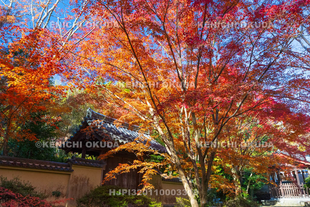 奈良県　紅葉の唐招提寺　應量坊