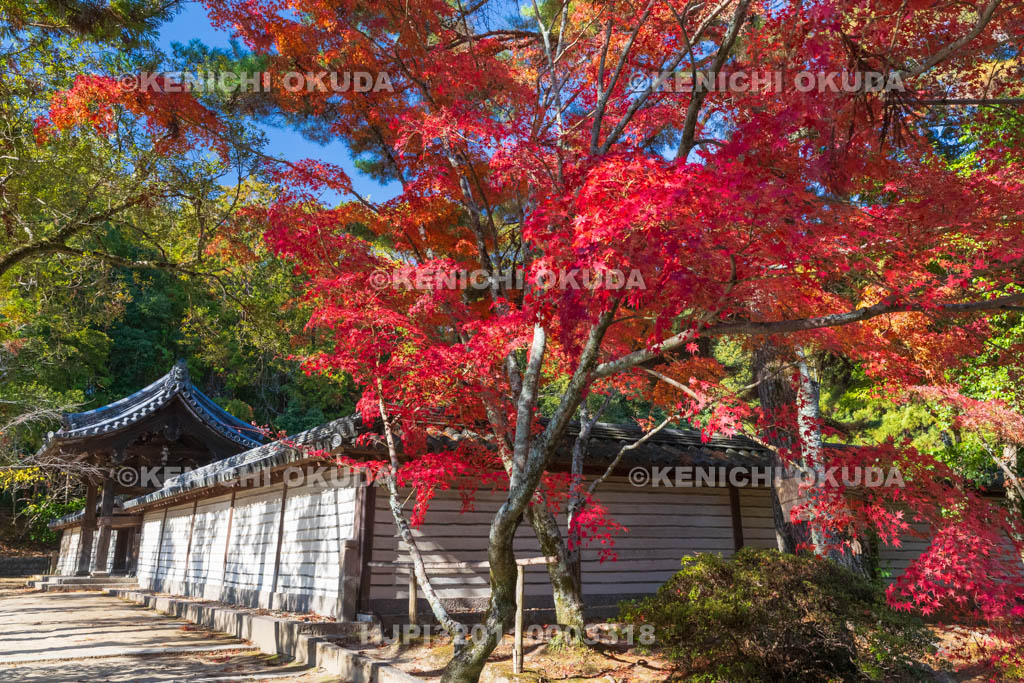 奈良県　紅葉の唐招提寺
