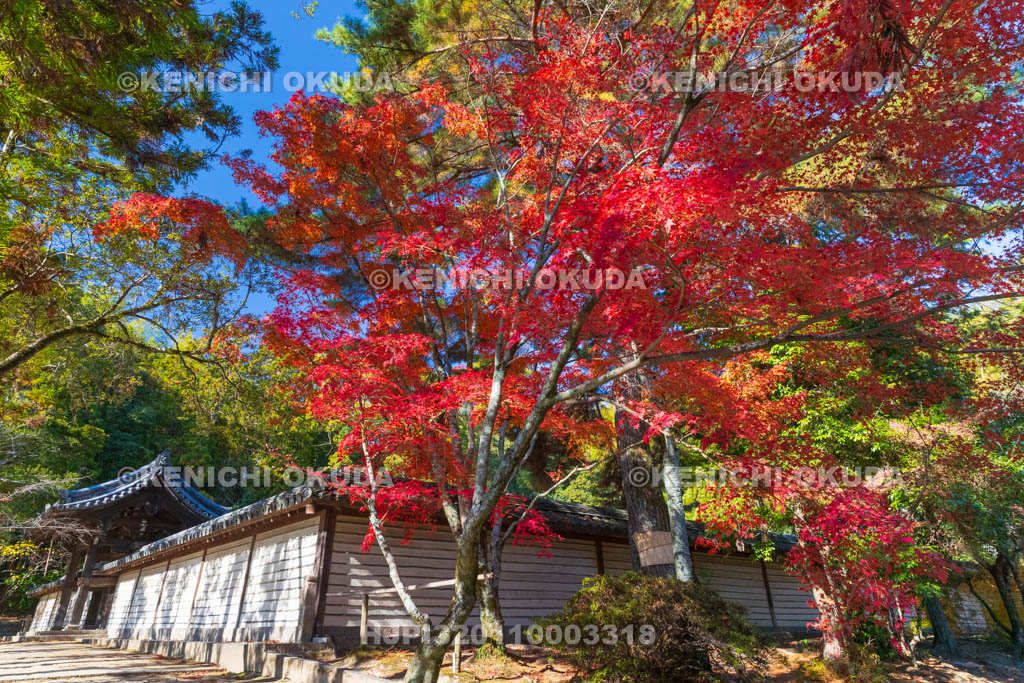奈良県　紅葉の唐招提寺