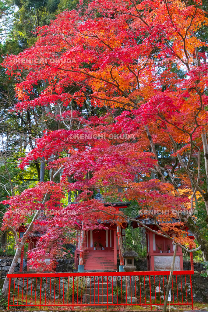 京都府　紅葉の海住山寺　三社明神