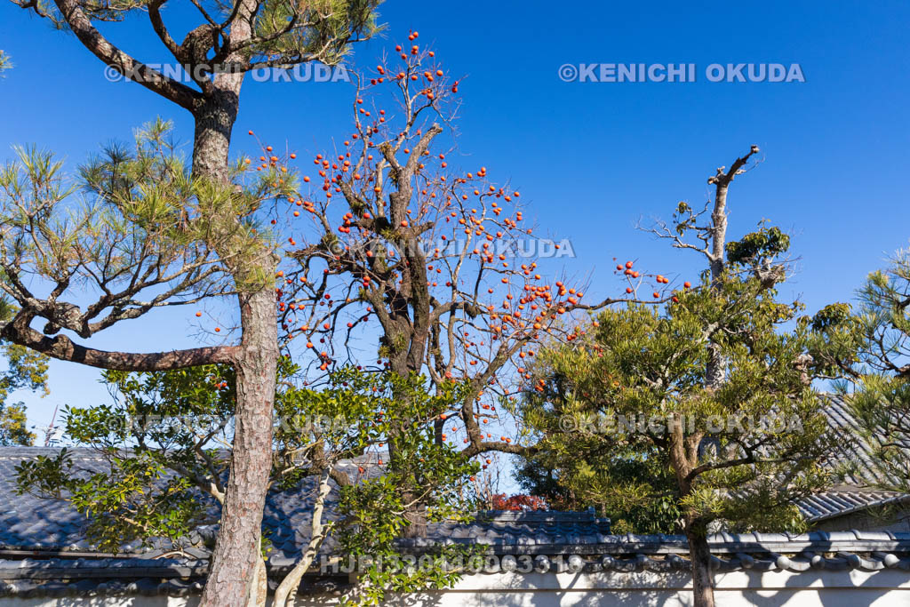奈良県　依水園　柿の木