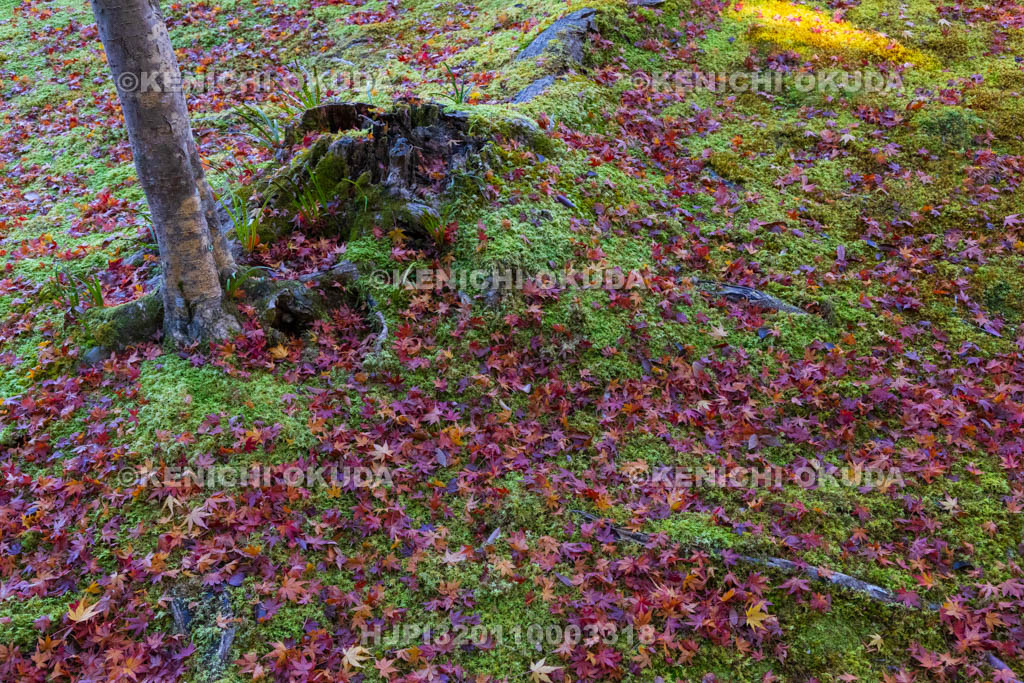 奈良県　紅葉の依水園　後園