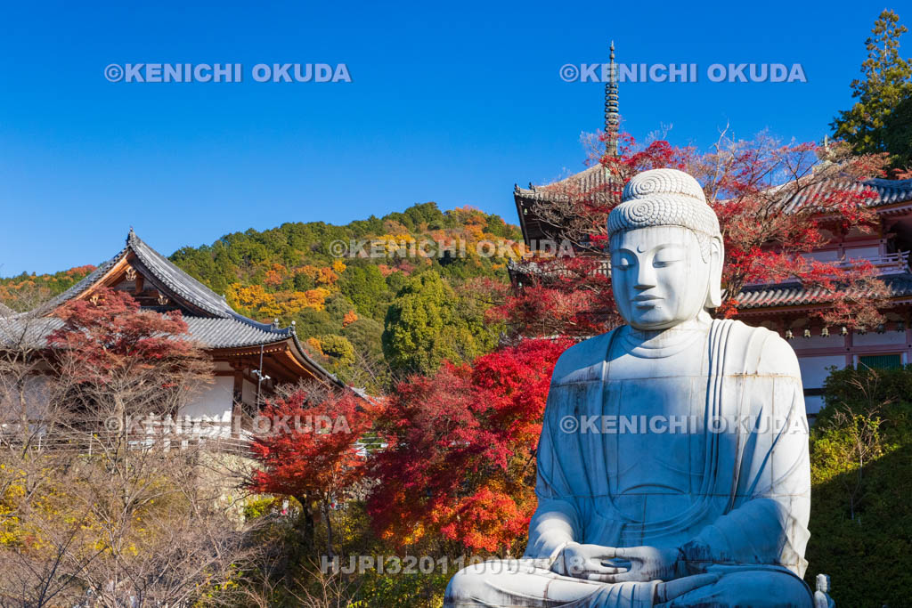 奈良県　紅葉の壷阪寺（南法華寺）　壷阪大仏