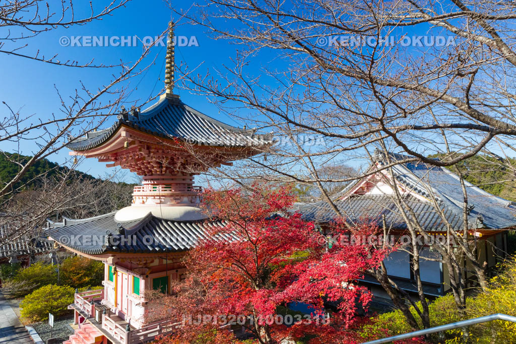 奈良県　紅葉の壷阪寺（南法華寺）　多宝塔