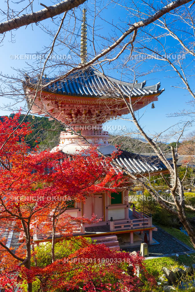 奈良県　紅葉の壷阪寺（南法華寺）　多宝塔