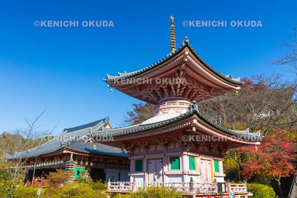 奈良県　紅葉の壷阪寺（南法華寺）　多宝塔と灌頂堂