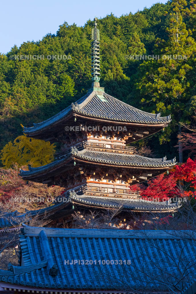 奈良県　紅葉の壷阪寺（南法華寺）　三重塔（重文）