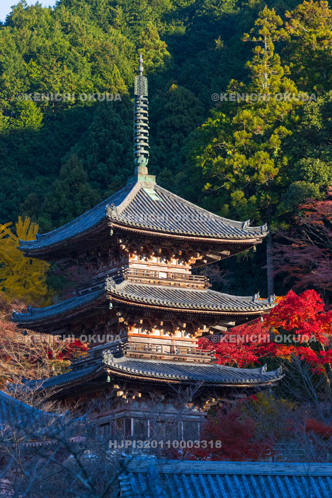 奈良県　紅葉の壷阪寺（南法華寺）　三重塔（重文）