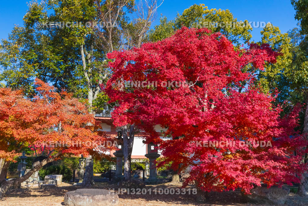 奈良県　紅葉の薬師寺