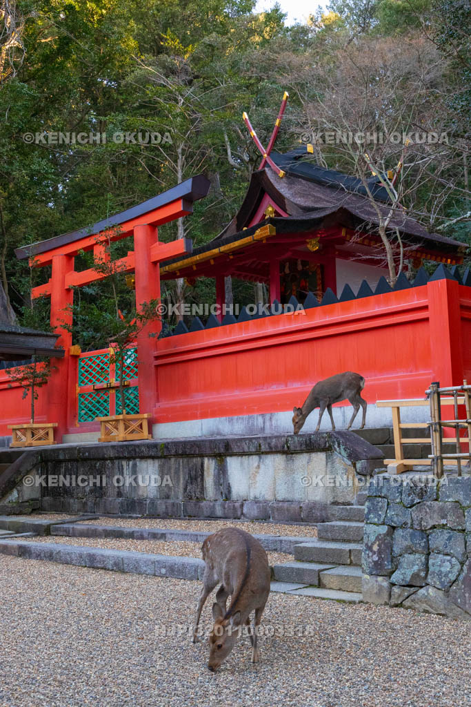 奈良県　春日大社　若宮神社と鹿