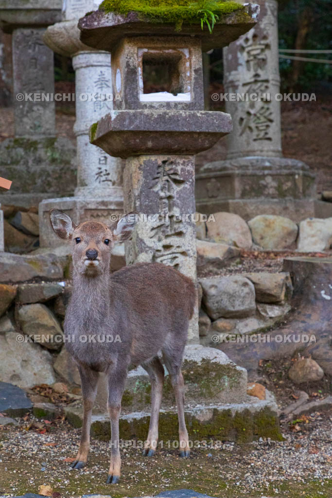 奈良県　春日大社　鹿　若宮神社付近