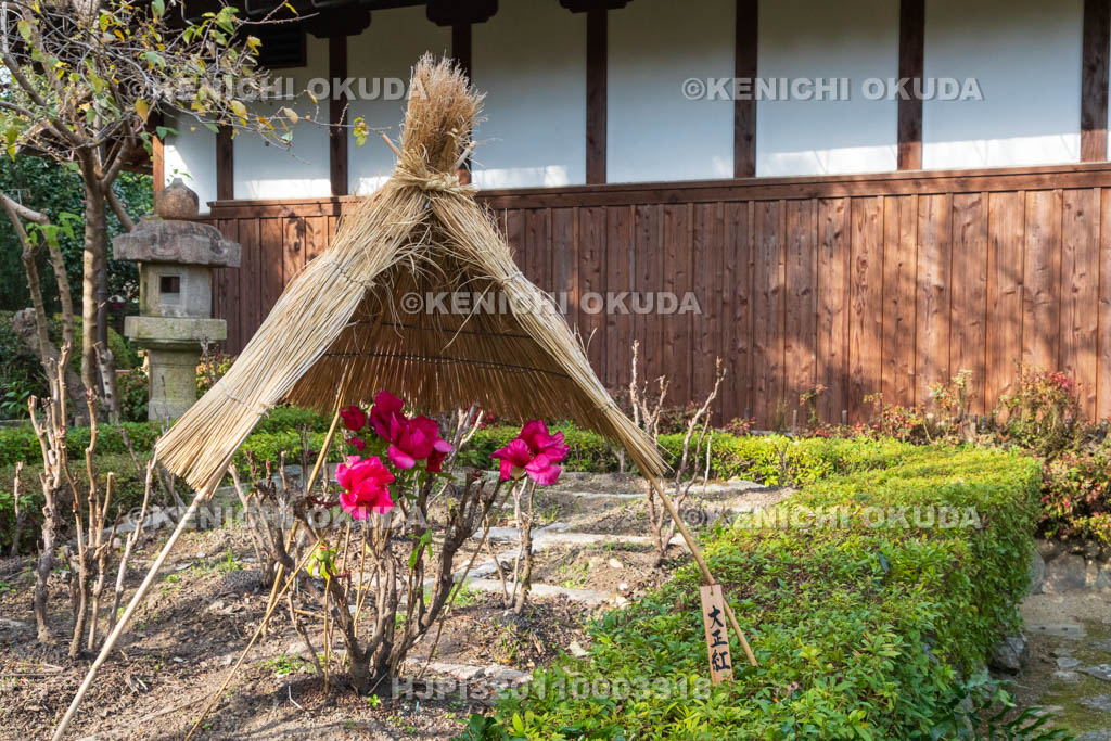 奈良県　石光寺　寒牡丹