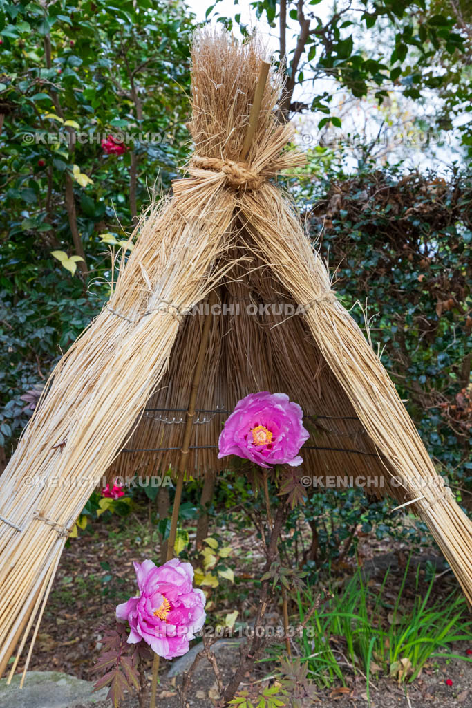 奈良県　石光寺　寒牡丹