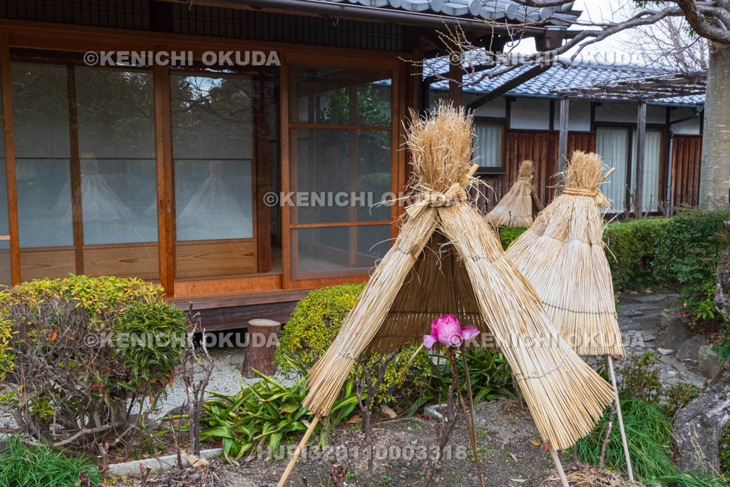 奈良県　石光寺　寒牡丹