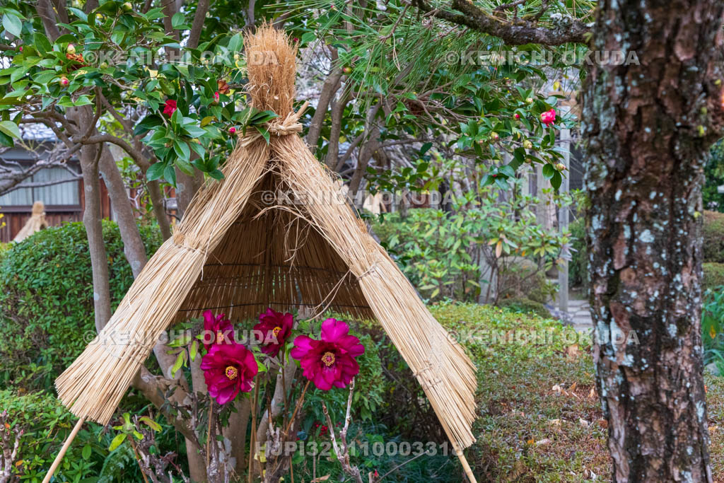 奈良県　石光寺　寒牡丹