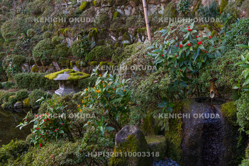 奈良県　當麻寺　西南院　千両色づく庭園
