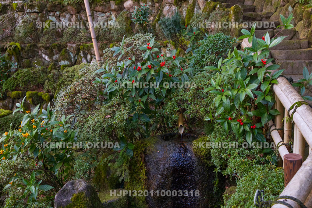 奈良県　當麻寺　西南院　千両色づく庭園