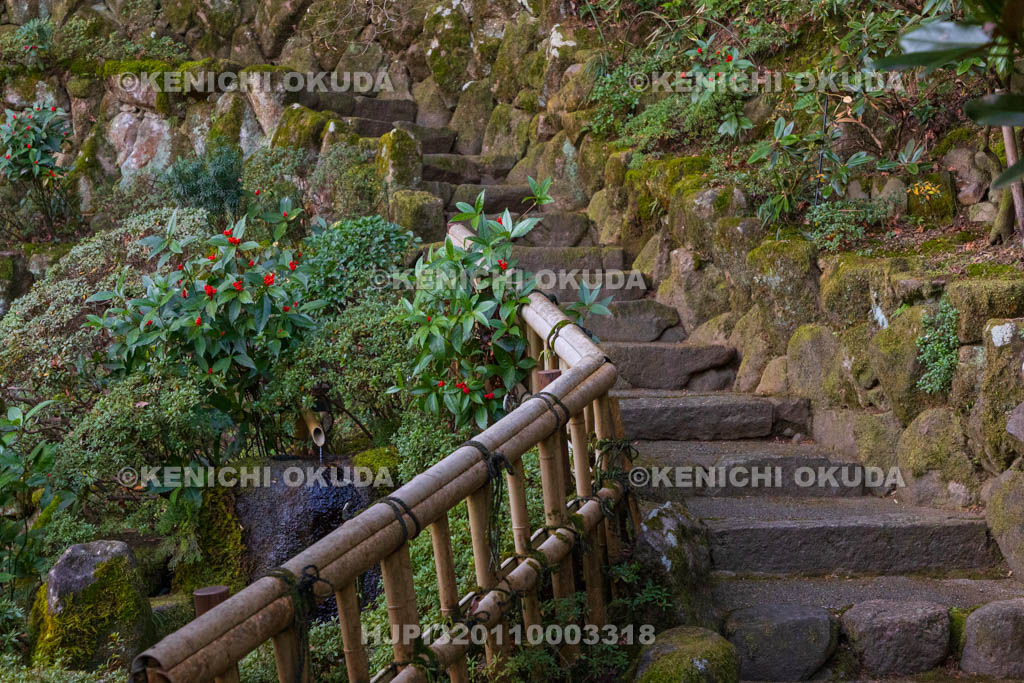 奈良県　當麻寺　西南院　千両色づく庭園