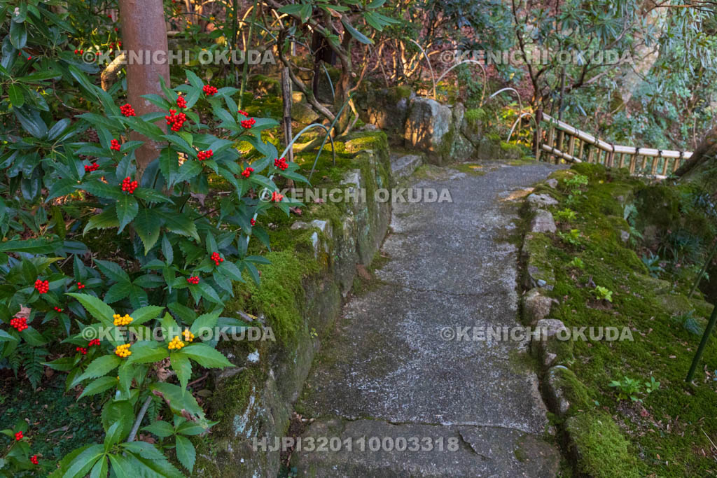 奈良県　當麻寺　西南院　千両色づく庭園