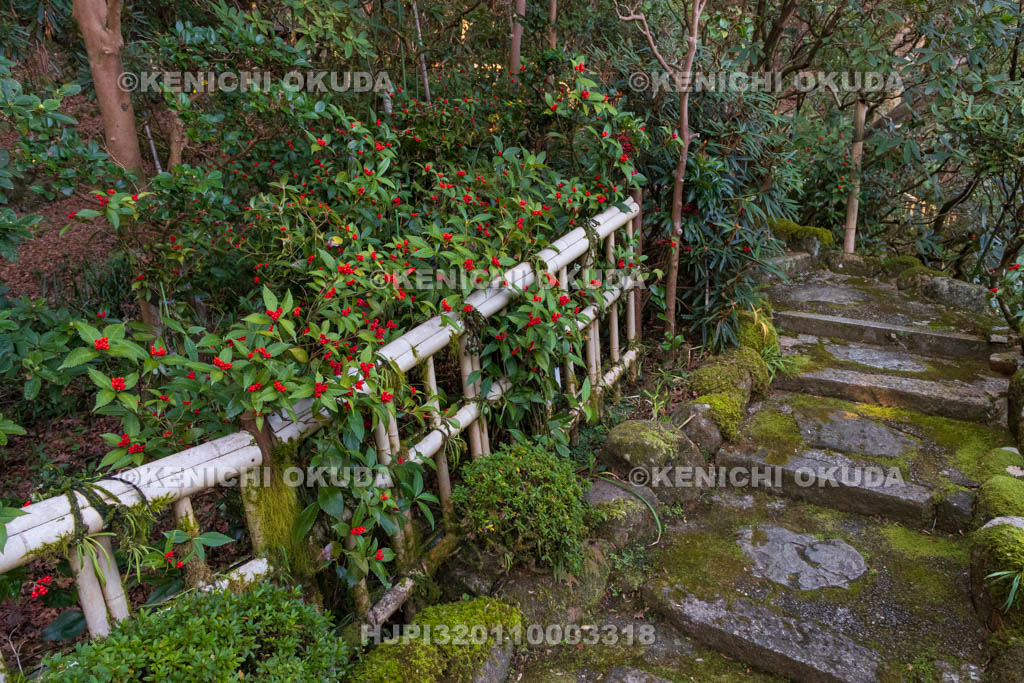 奈良県　當麻寺　西南院　千両色づく庭園