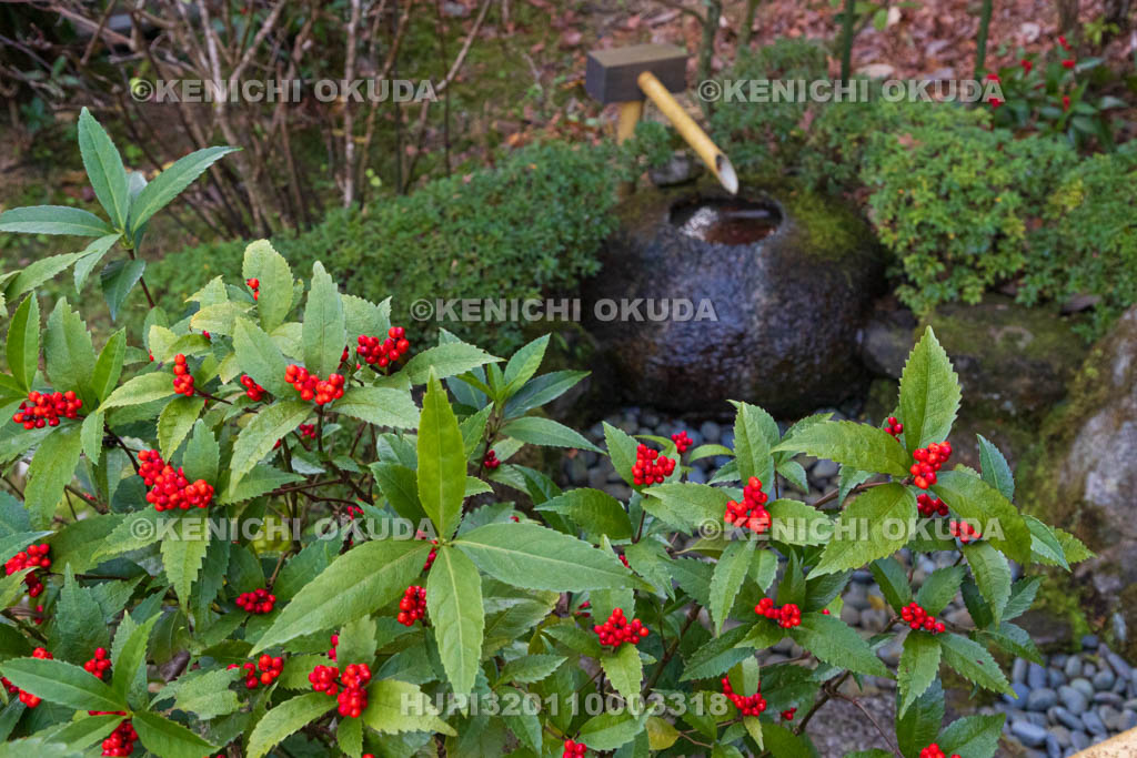 奈良県　當麻寺　西南院　千両と水琴窟